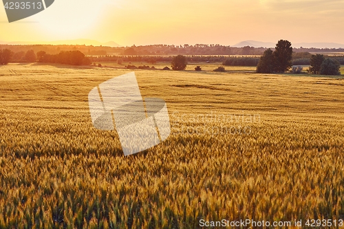 Image of Wheat field detail