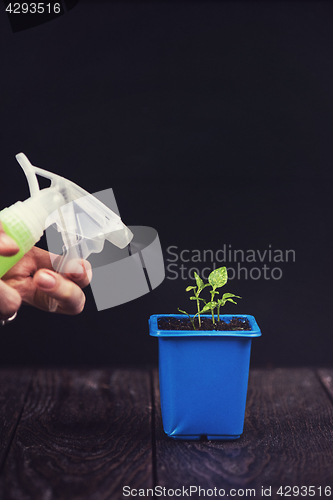 Image of Pepper growing in a pot