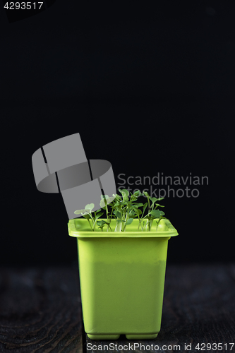 Image of Rukkola growing in a pot