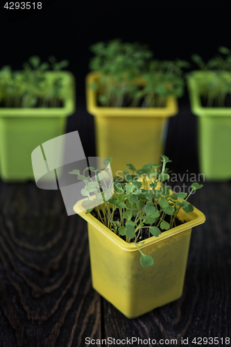 Image of Rukkola growing in a pot