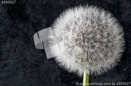 Image of Closeup of inflorescence of dandelion