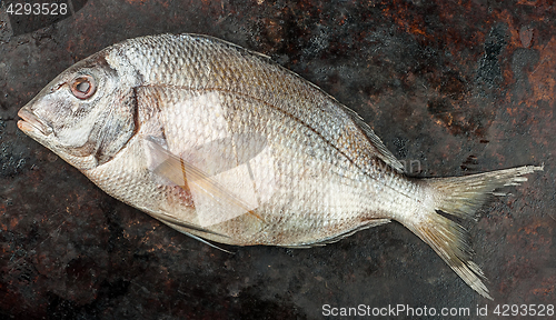 Image of Fresh Dorado fish