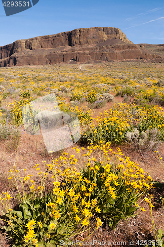 Image of Wildflowers Steamboat Rock Eastern Washington