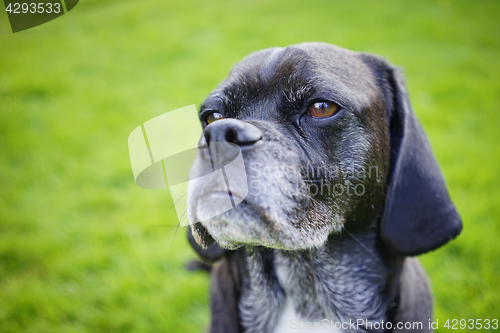 Image of Portrait of an Aging Canine Old Dog