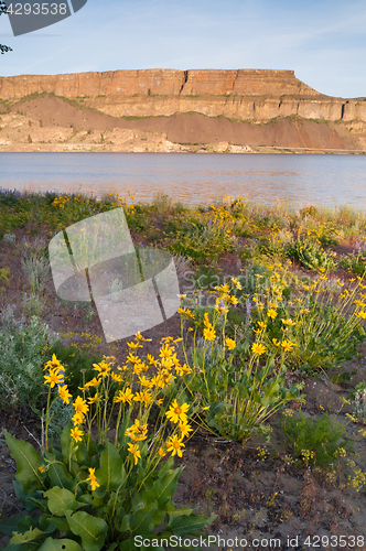 Image of Banks Lake Steamboat Rock Eastern Washington Wildflowers Rocky R