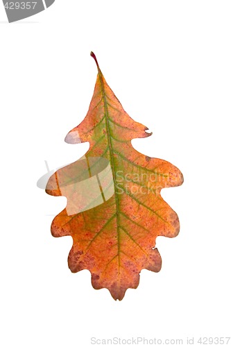 Image of Lone Autumn Leaf