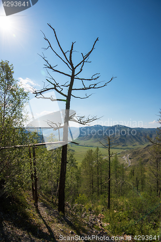 Image of Old tree in mountains