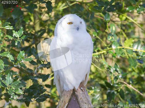 Image of Snowowl sitting still