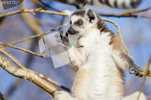 Image of Ring-tailed lemur (Lemur catta)