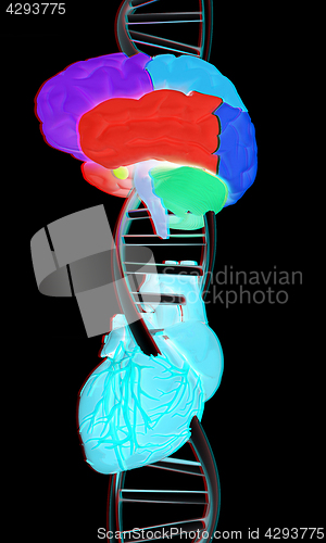Image of DNA, brain and heart. 3d illustration. Anaglyph. View with red/c