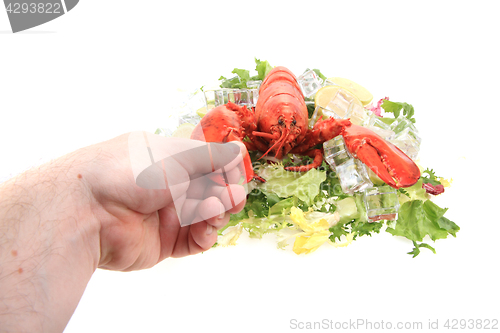 Image of fresh red lobster