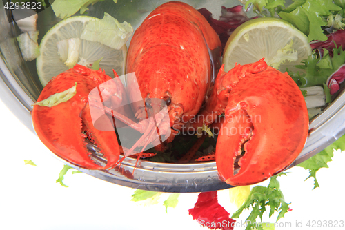 Image of fresh red lobster