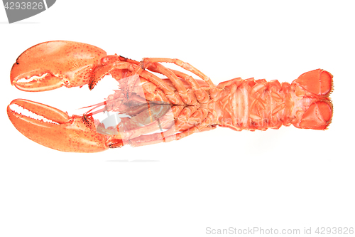 Image of fresh red lobster