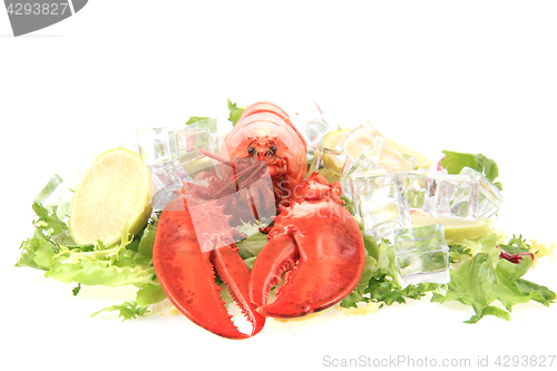 Image of fresh red lobster