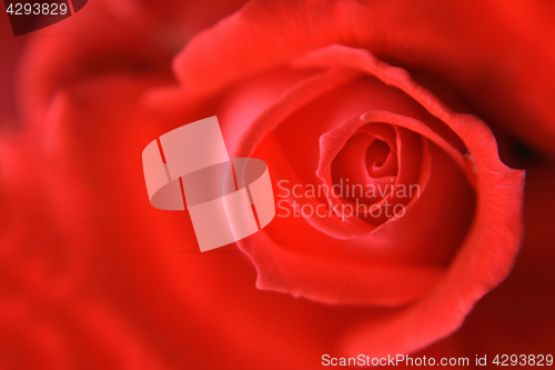 Image of red rose background