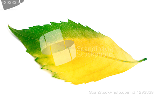 Image of Multicolor leaf from virginia creeper