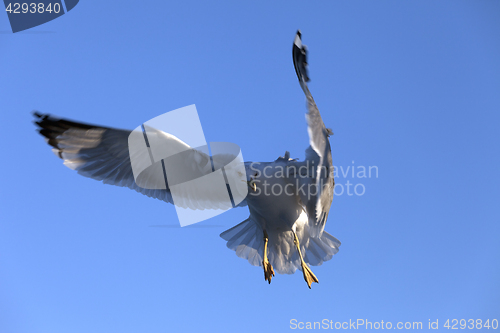 Image of Funny flying seagull at blue clear sky