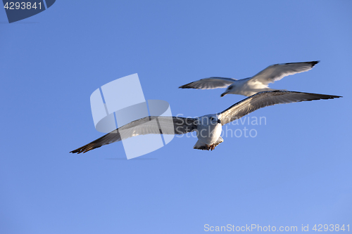 Image of Seagulls flying at blue clear sky