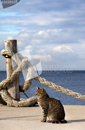 Image of Port cat and rope on seafront in sun summer day