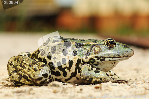 Image of full length image of colorful marsh frog