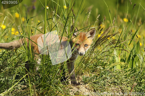 Image of curious fox cub hiding in the grass