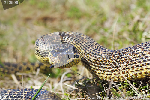 Image of aggressive blotched snake 