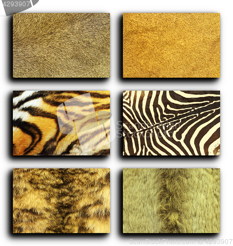 Image of collection of wild animals fur