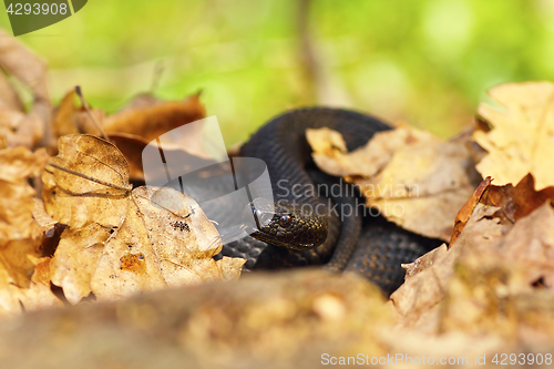 Image of nikolskii black viper hiding amongst leaves