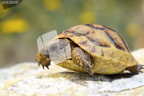 Image of Testudo graeca walking on a rock