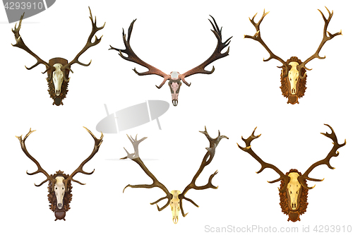 Image of collection of huge red deer buck hunting trophies