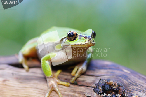 Image of european tree frog on a stump
