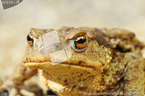 Image of european common brown toad portrait