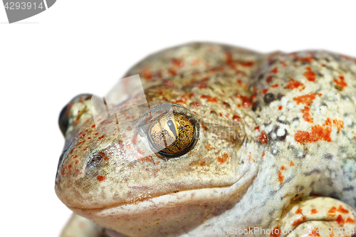 Image of isolated portrait of garlic toad