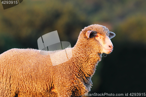 Image of portrait of white fluffy lamb