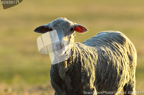 Image of curious white sheep