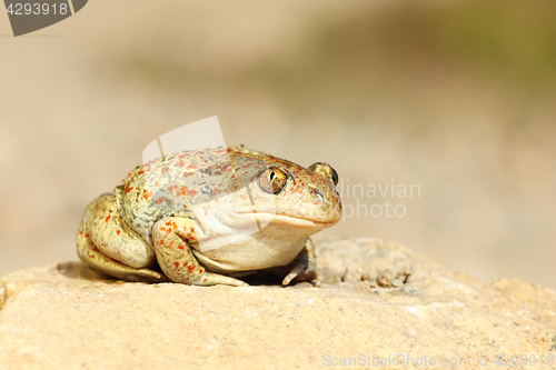 Image of cute garlic toad standing on the ground