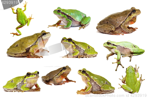 Image of collection of isolated green tree frogs