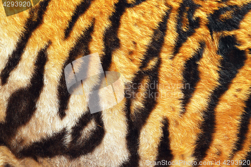 Image of close up of tiger beautiful leather