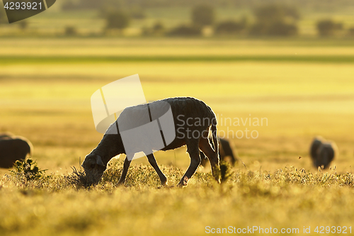 Image of sheep grazing in morning light