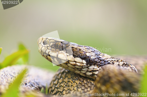 Image of macro portrait of venomous viper