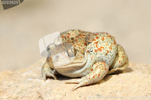 Image of close up of common spadefoot toad