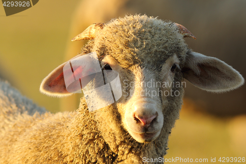 Image of portrait of cute lamb