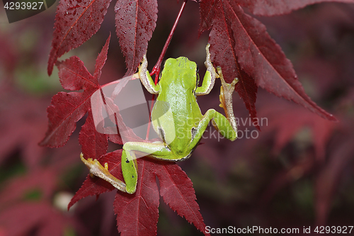 Image of green tree frog climbing on leaves