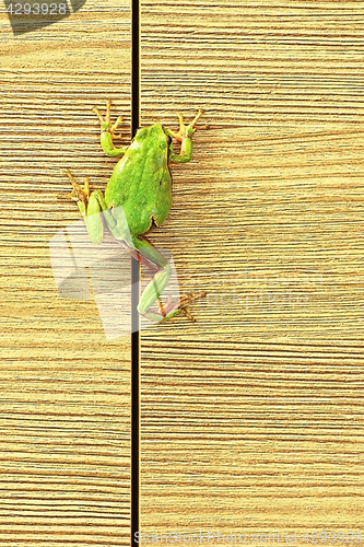 Image of tree frog climbing on furniture