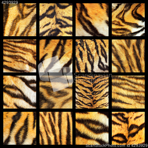 Image of collection of tiger fur details