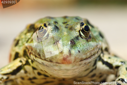 Image of marsh frog portrait looking at the camera