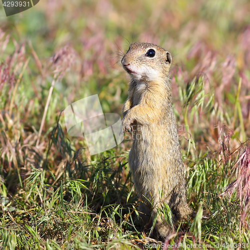 Image of alarmed european ground squirrel