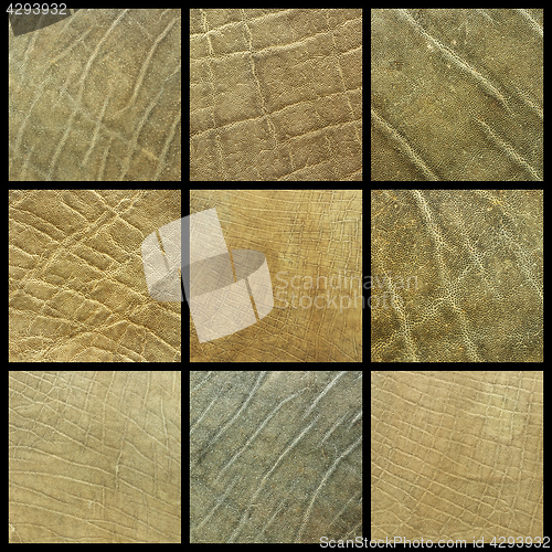 Image of collection of african elephant leather