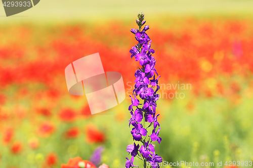 Image of purple wild flower purple wild flower 