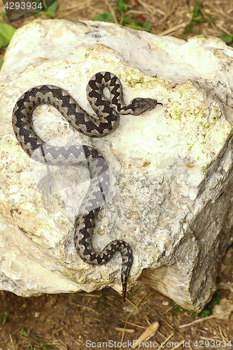 Image of colorful male viper basking on rock 